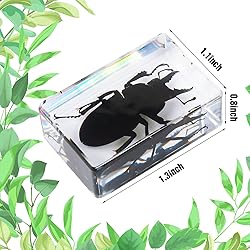 12 Pcs Insect in Resin Specimen Bugs Collection