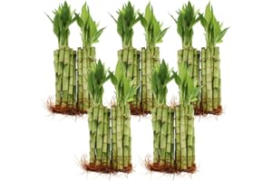 Live Lucky Bamboo Bulk Bundle of 100 Stalks - 8 Inch Stalks - Live Indoor Plants for Home and Office Decor, Arts & Crafts, and Feng Shui - NW Wholesaler