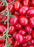 Amazon.com : Tomato Seeds Cherry Sun Gold Hybrid : Tomato ...