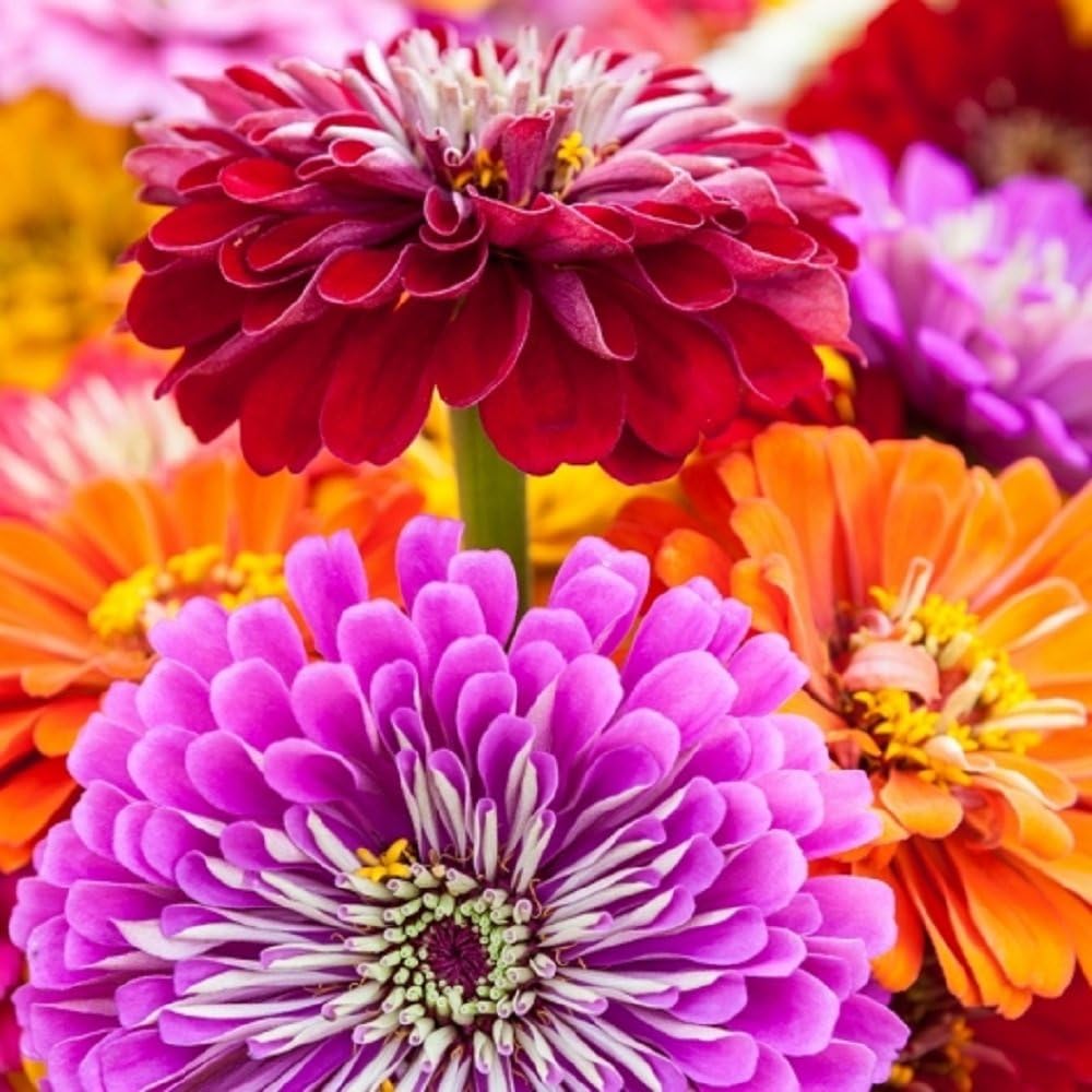 Zinnia Seeds - California Giants Mix - Heirloom Flower Open Pollinated 400 Seeds