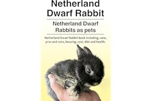 Netherland Dwarf Rabbits pets. Netherland Dwarf Rabbit book for diet, health, costs, care, housing, pros and cons. Netherland