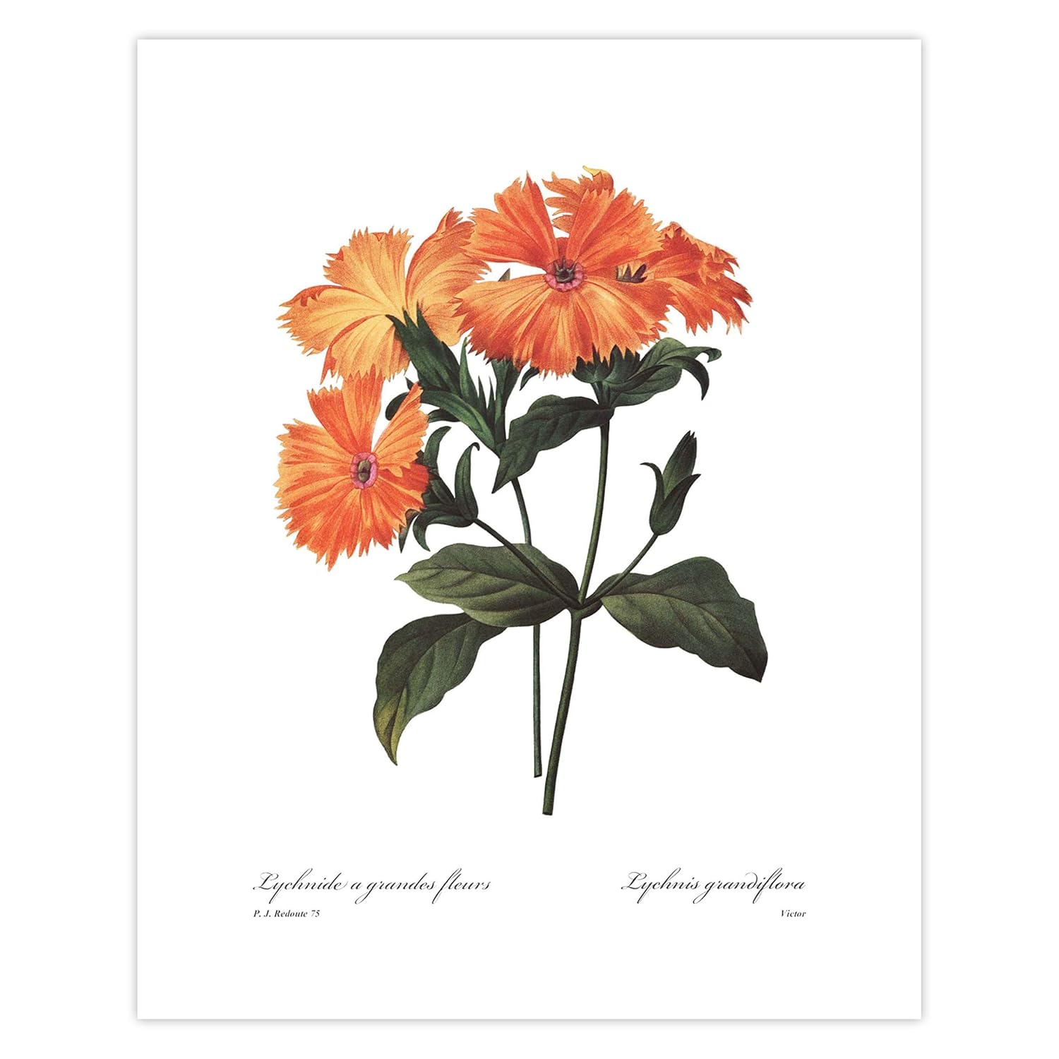 Orange Flower Art Print (French Botanical Wall Decor