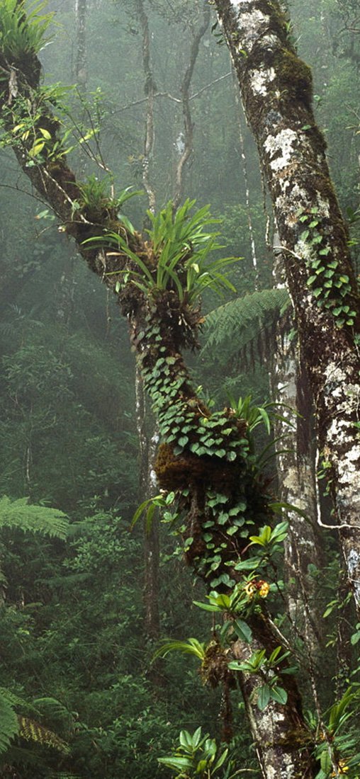 PeelitStickit, Beautiful Nature Wall Murals, ID-1362, vinyl