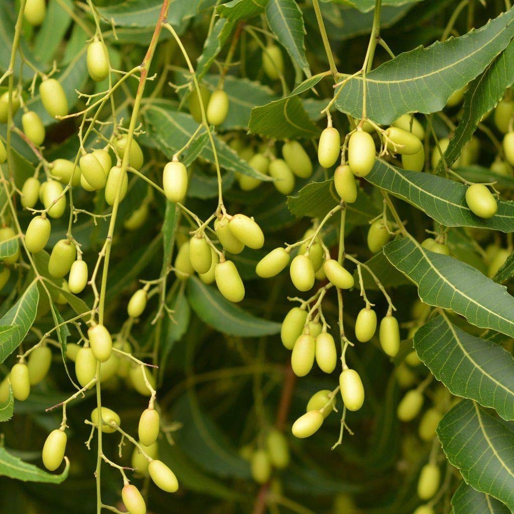 Buy Germination 250 Gm Neem , Azadirachta Indica , Indian Neem Tree