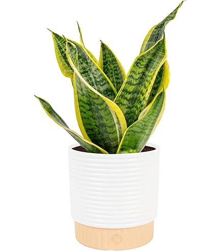 spider plant for sale Bonnie Spider Plant Hanging Basket - Live Plant in an 8 Inch Hanging Basket - Chlorophytum Comosum 'Bonnie'