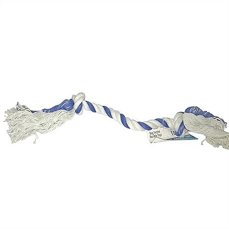 10 week old toy poodle