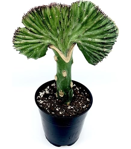Exotc Rare Succulent Cactus Caudex Cact Seed - TLMAGC - Etsy
