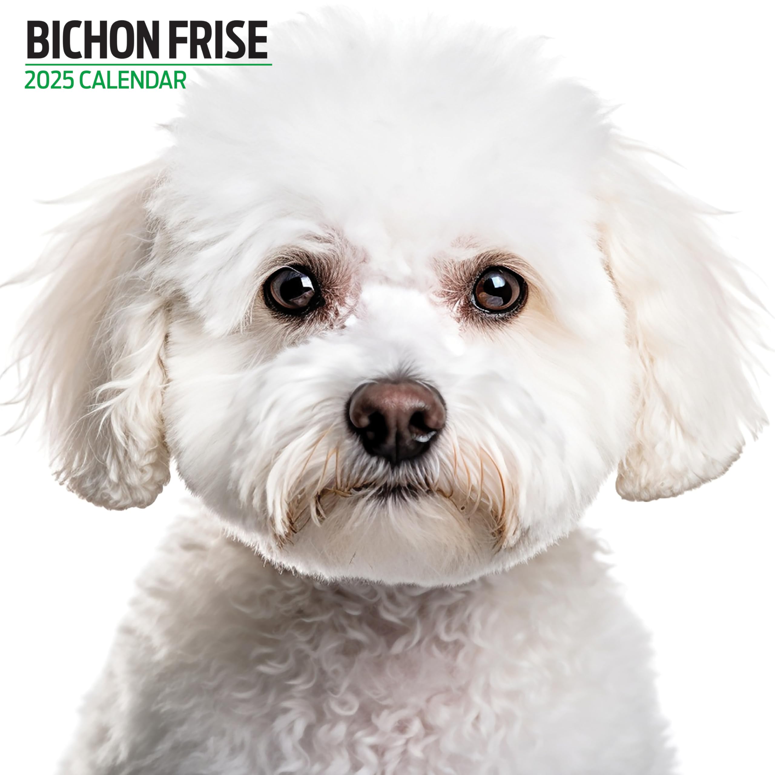 Bichon Frise 2025 Modern Calendar