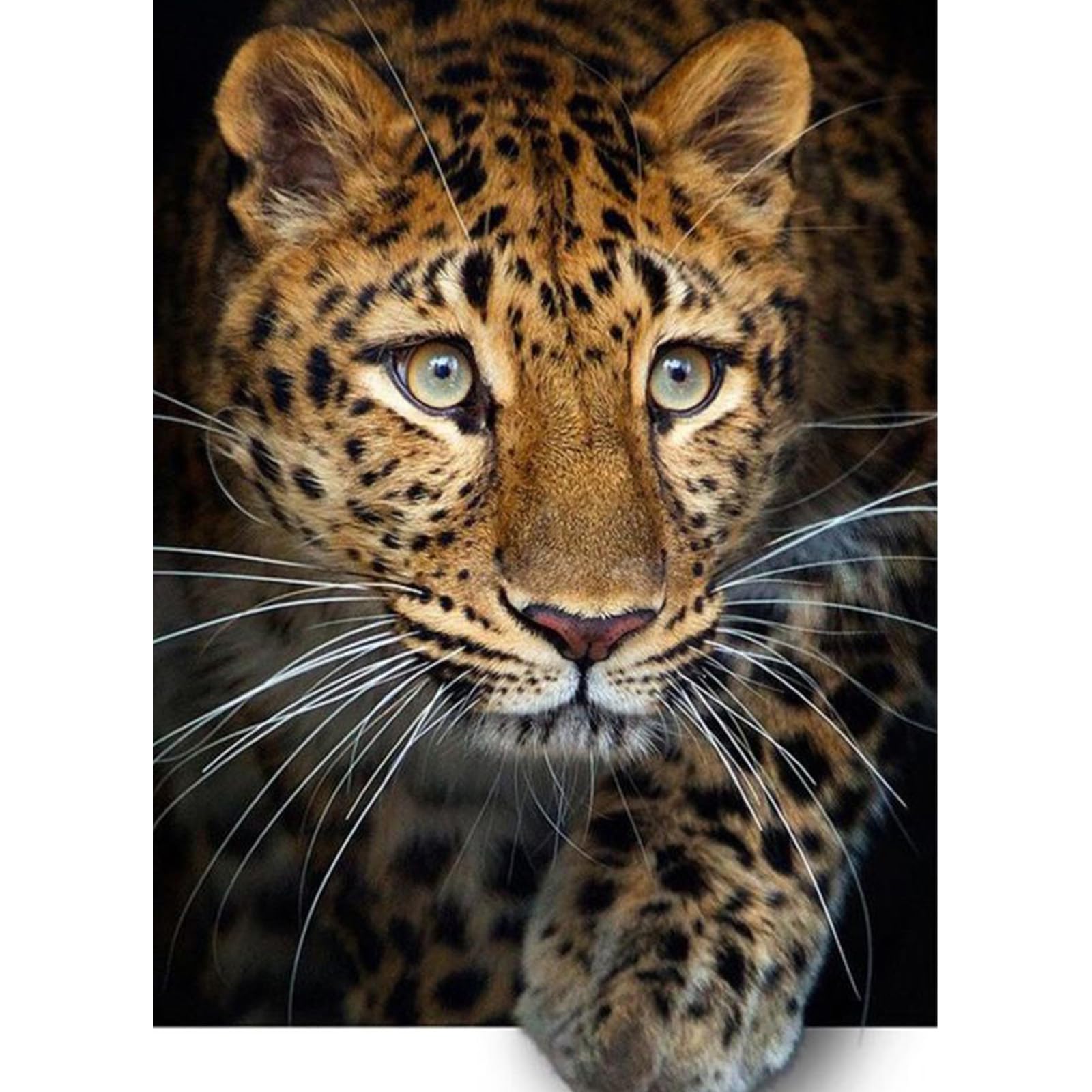 QENSPE Diamond Painting Kits Leopard 5D Diamond Art Full Drill, DIY Diamond Painting for Adults Beginners, Funny Animal Gem Arts Crystal Crafts Wall Decor 30x40cm