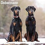 2023 2024 Doberman Calendar (Euro)- Dog Breed