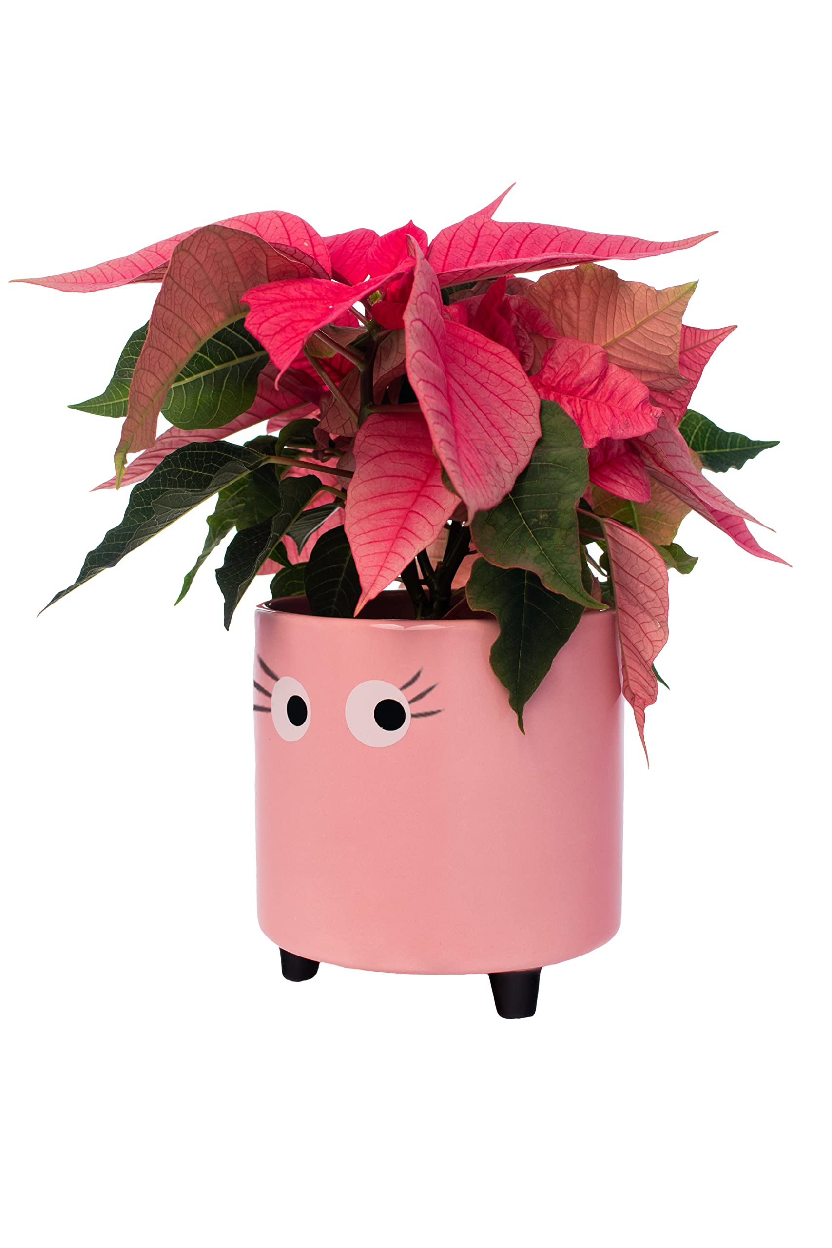 Fisura - Original flower pots eyes design, Ceramic plant pots indoor, Decorative indoor planters with legs for cactus, Planters for flowers and succulents, Dimensions: 13cm x 12,5cm (pink)