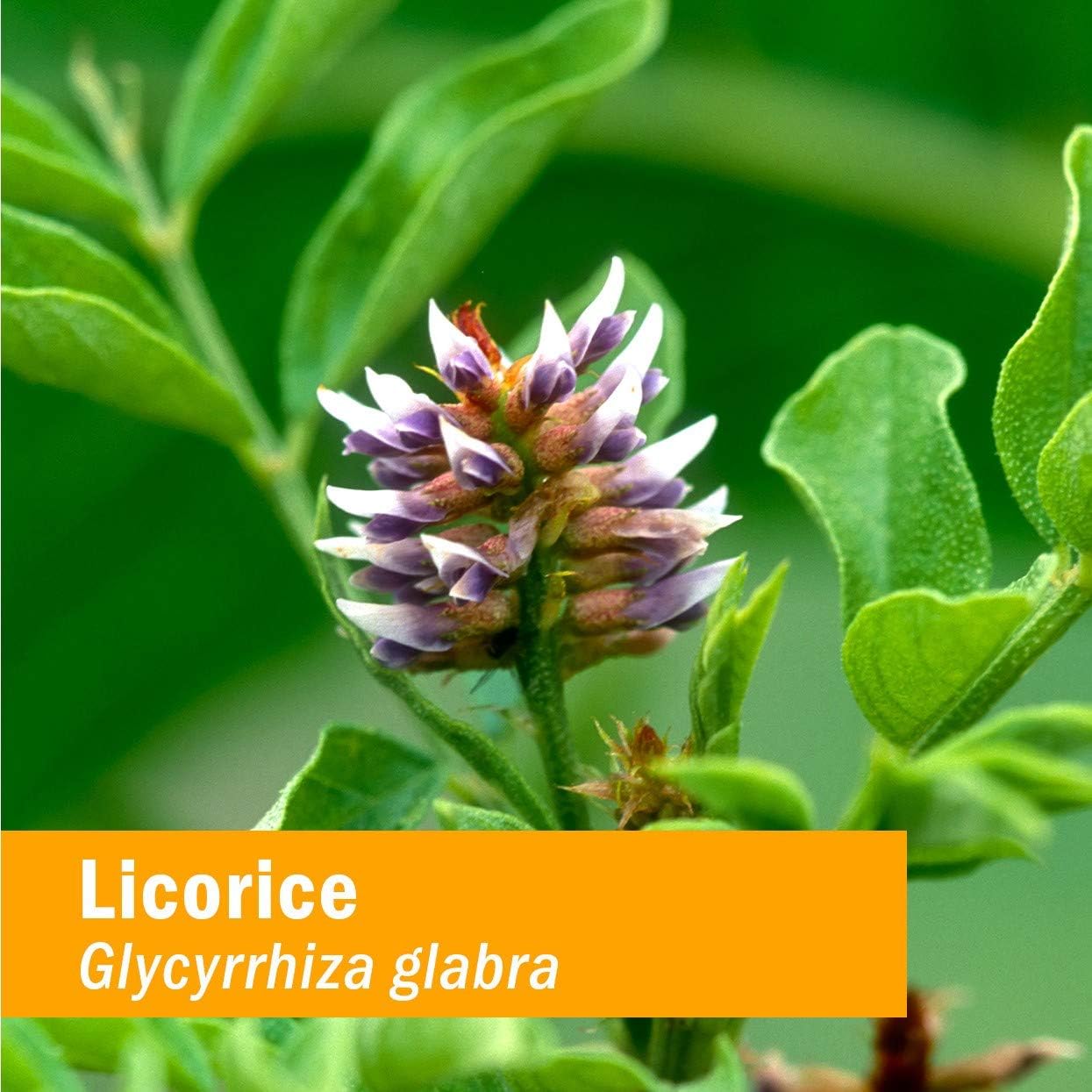 Herb Pharm Certified Organic Licorice Liquid Extract for Endocrine System Support - 1 Ounce (DLIC01): Health & Personal Care