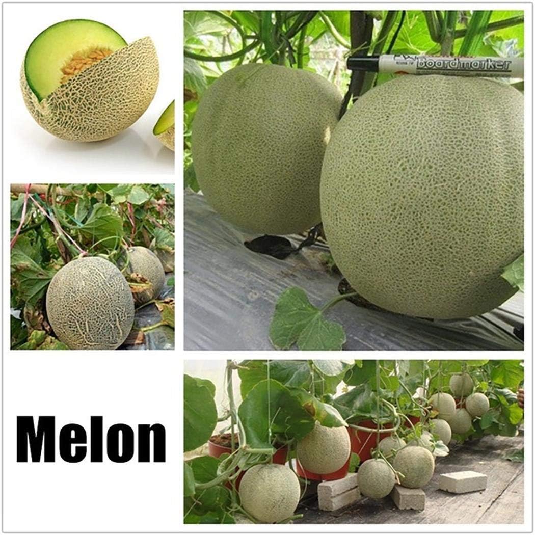 Lioder Perennial Fruit Seeds 17 Varieties Indoor/Outdoor Fruit Bonsai Organic for Home Garden Planting