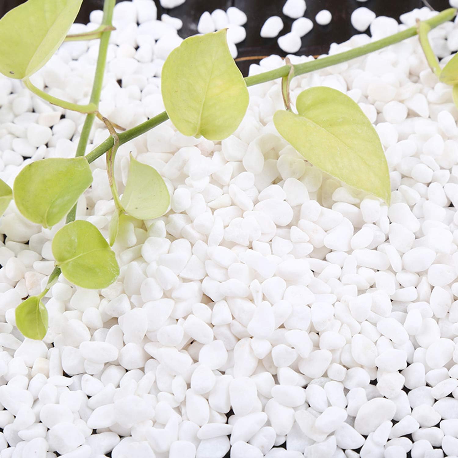 Succulent and Cactus Bonsai DIY Rocks, White Onyx, for Terrarium, Fairy Gardening, Top Dressing, 1.5lb … : Garden & Outdoor