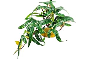 Woyrise Reptile Artificial Plants for Terrarium, Amphibian Habitat Decor Plant, Bearded Dragon Tank Decorations fit Gecko Lizard Chameleon Ball Python Snake Frog - Green Selliguea Hastata