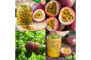 CARPET CREEPING 15+ Tropical Passion Fruit Seeds for Planting Outdoors-Non GMO Passiflora for Bonsai Backyard Country