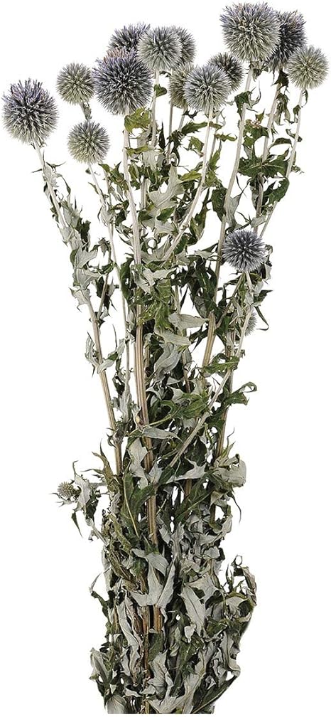 Amazon ルリ玉アザミ ドライフラワー 1束 Fd ナチュラル ドライフラワー オンライン通販