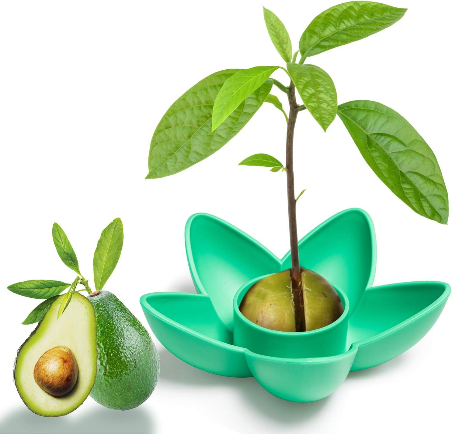 10 pcs Exotic Avocado Seeds Bonsai Plant Tree House Herb