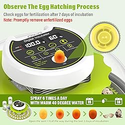 Quail Egg Incubator for Hatching 40 Quail Eggs with