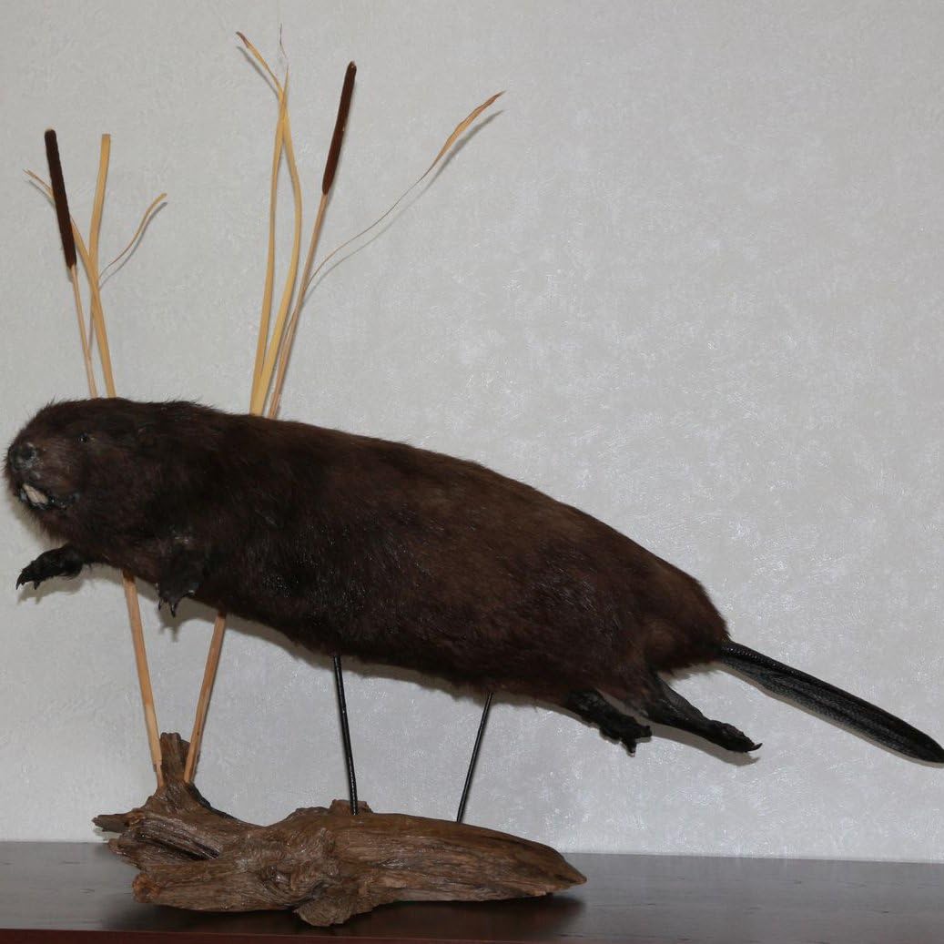 EURASIAN BEAVER TAXIDERMY MOUNT, STUFFED ANIMAL FOR SALE CASTOR