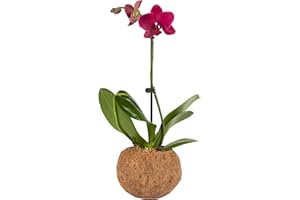 Better-Gro 19.5" Hanging Kokodama with Phalaenopsis Orchid – Indoor/Outdoor Biodegradable Planter for Home Decor and Gifts, Eco-Friendly Orchid Planter, No Plastic, Pot Size 5.9” - Pink