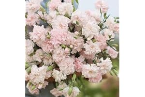 40+ Seeds Pale Pink Carnation, Dianthus Caryophyllus