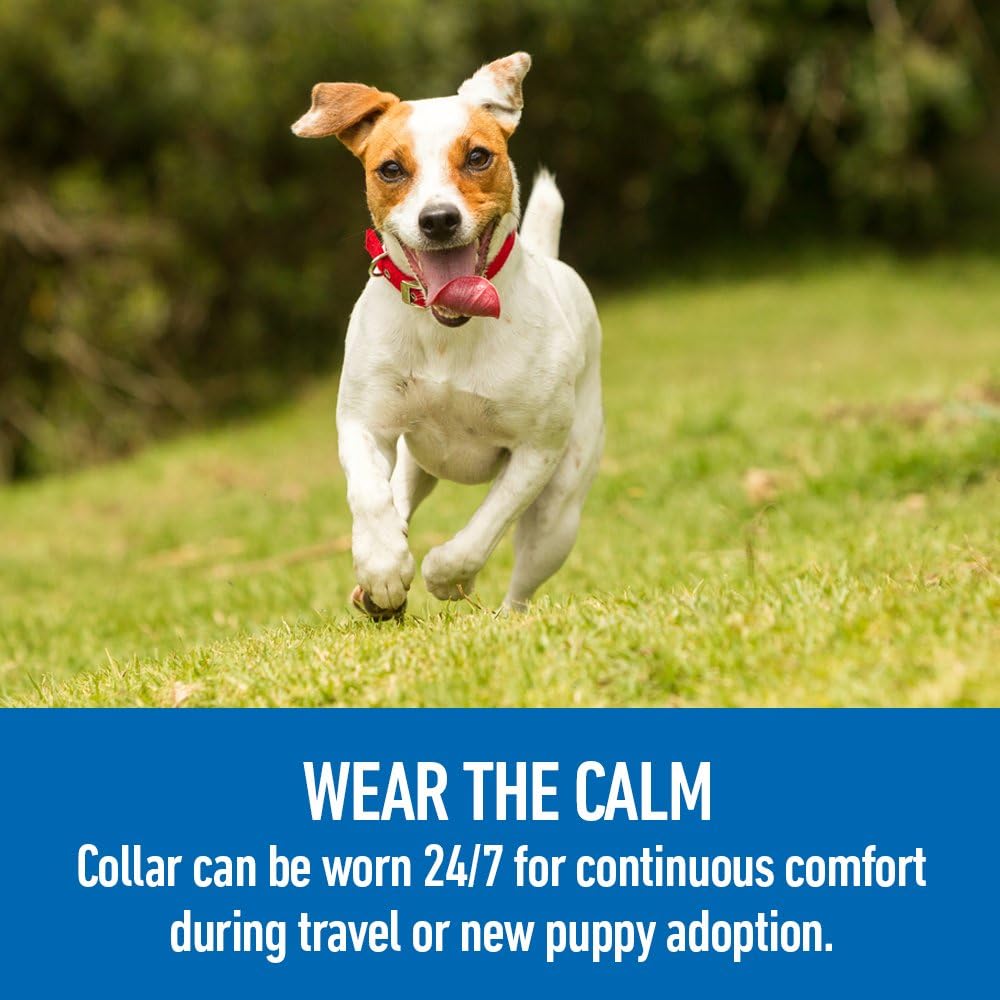 comfort zone adaptil