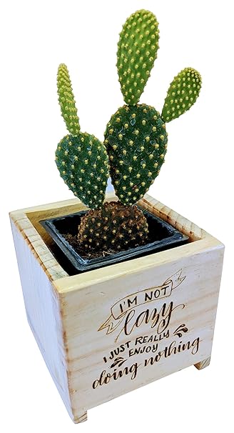 EDENZSTUDIO Small Wooden Box Planter Laser Engraved - I Am Not Lazy I Just Really Enjoy Doing Nothing (Pack of 1)