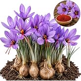 10 Saffron Crocus Corms | Fall Planting Crocus sativus | Purple Fall Blooms | Great for fall garden groupings | Grow the famous purple crocus that produces saffron threads | 10 Corms