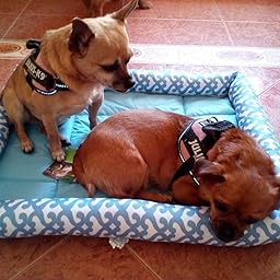 Pecute Alfombra para Mascota,Cama para Mascota,Desmontable y ...