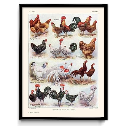 Should I Buy A Cockerel For My Hens