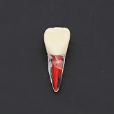 10Pcs Teeth Root Canal Model Endodontic File RCT Practice Pulp for Teaching Study M807 11#