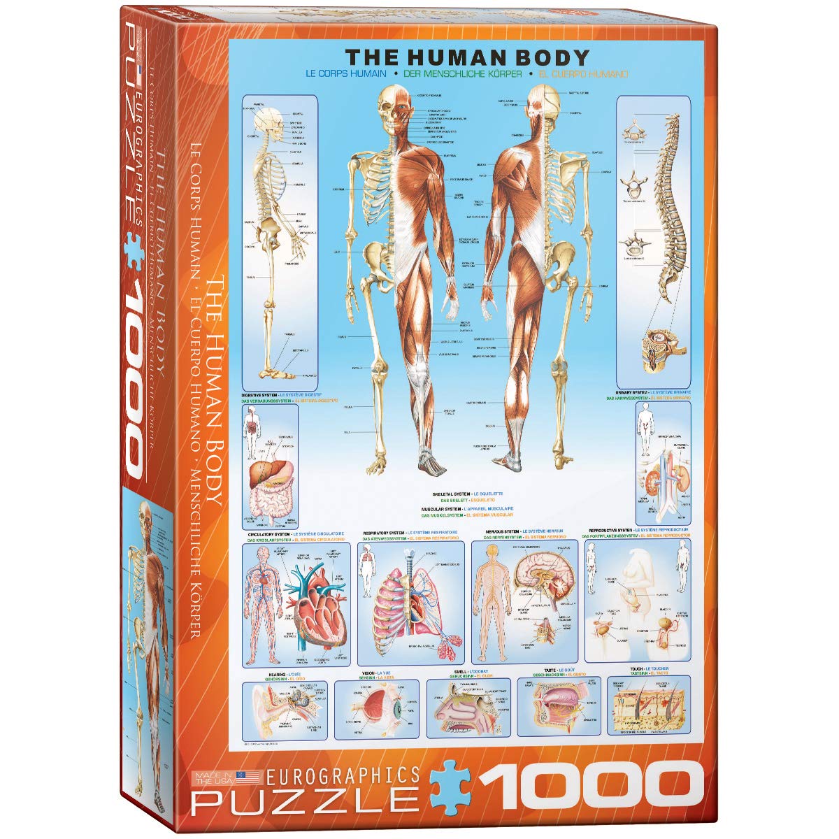 Photo 1 of EuroGraphics Human Body Puzzle (1000-Piece)