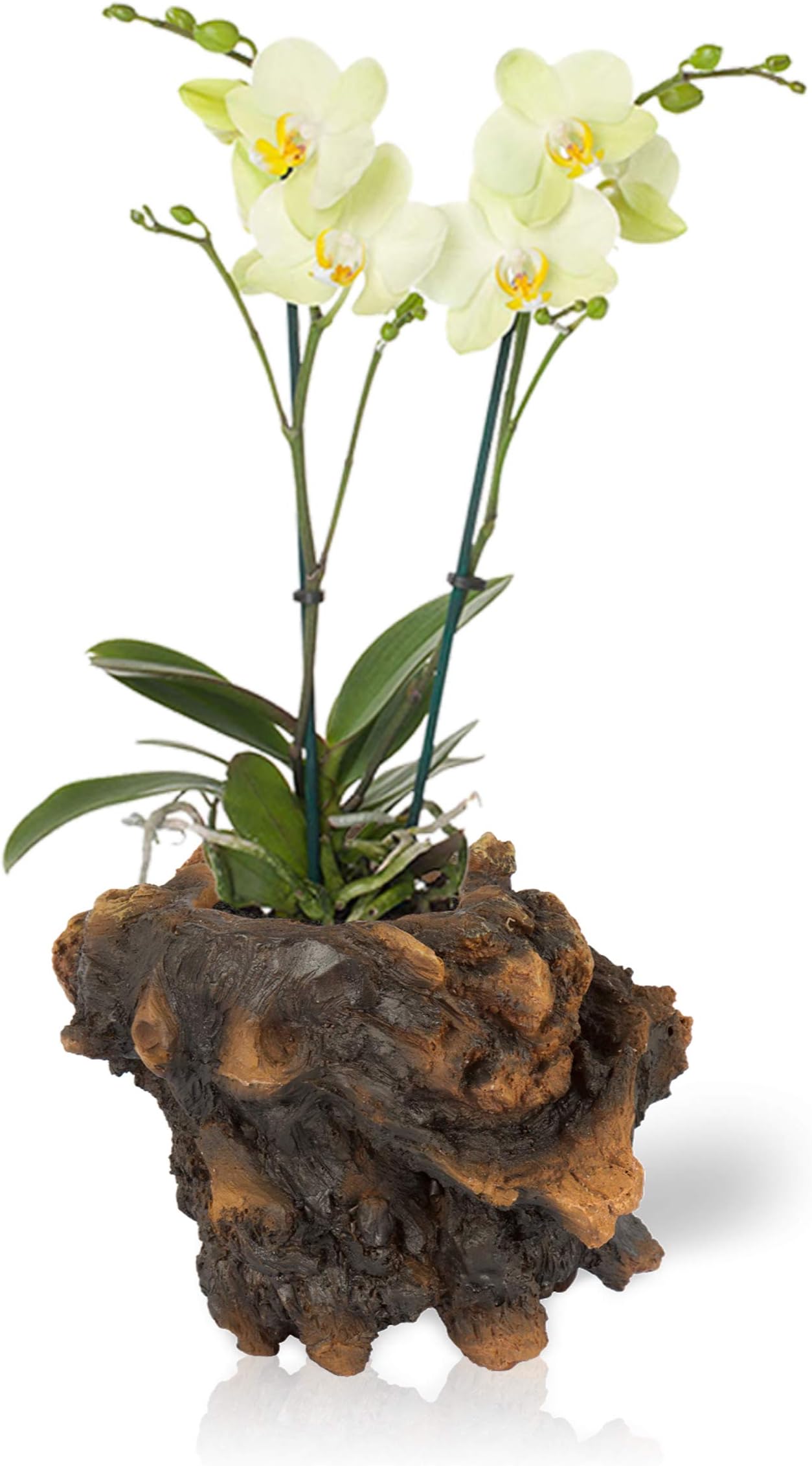 Color Orchids Live Blooming Double Stem Phalaenopsis Orchid Plant in Ceramic Pot, 15"-20" Tall, Yellow