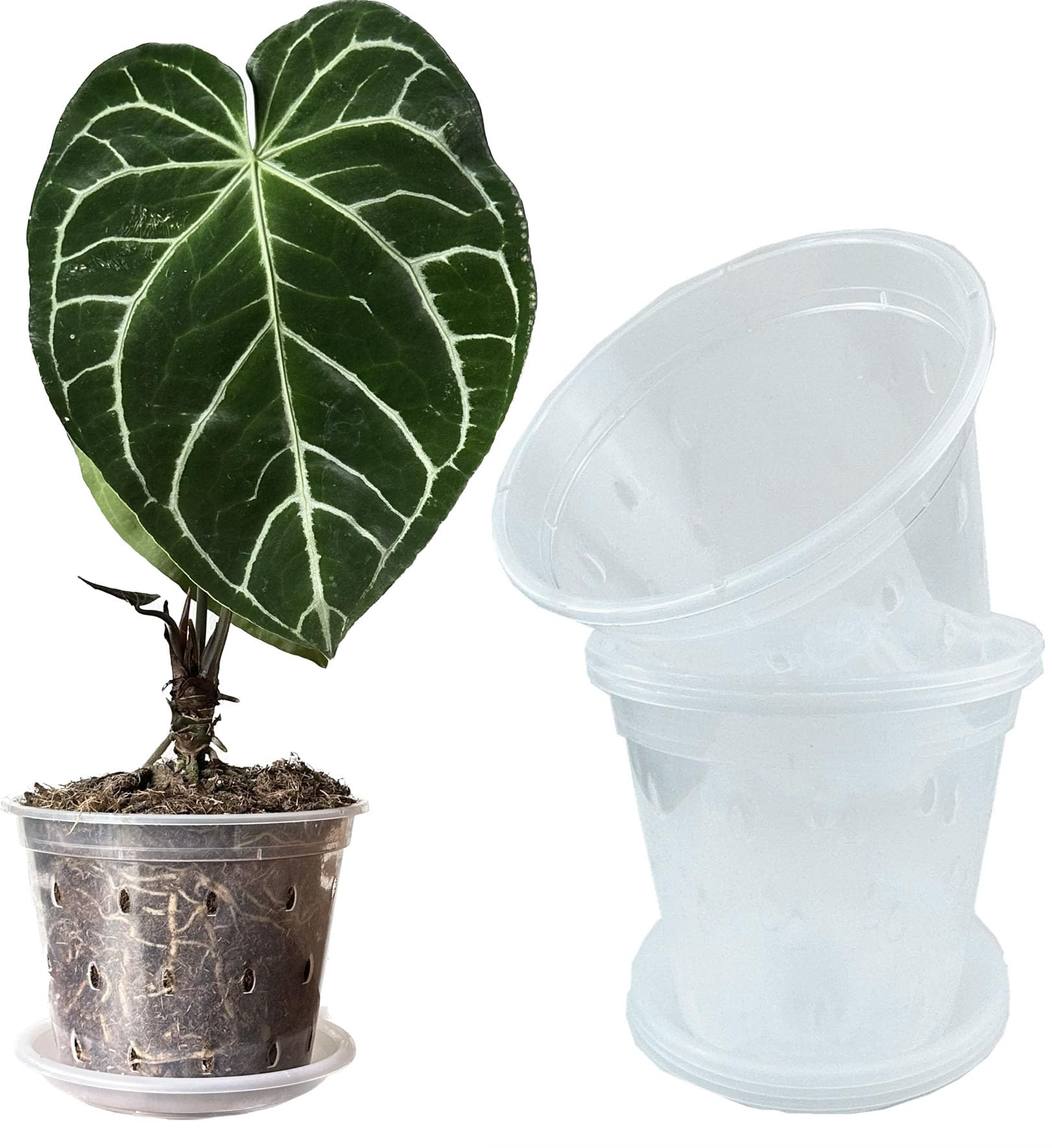 Meboem 17cm Clear Plants Pots Flower Pots with Holes and Saucers For Tropical plant Orchid Anthurium Clarinervium Monstera (6, 17cm with saucers)