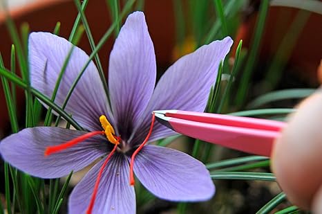 Saffron Crocus 10 Bulbs Rare Spice Fall Blooming Crocus Sativus Model Home Outdoor Store Amazon Ca Patio Lawn Garden