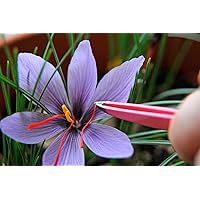 Saffron Crocus 10 Bulbs + Saffron Bulb Food - Crocus Sativus -Immediate Shipping