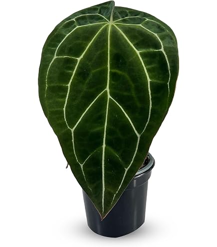 Amazon.com: LEAL PLANTS ECUADOR Anthurium Draconopterum| Lush Green Indoor  House Plant | Large Elephant Ear Leaves | Air-Purifying Low-Light  Houseplant | Exotic Tropical Anthurium for Home Decor : ,