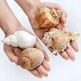 QICQDRAM 4PCS Hermit Crab Shells 2~3.5'' Large 1~1.5'' Opening Seashells | Natural Hermit Crab Shells for Hermit Replacement Shells Hermit Crab Supplies