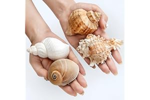 QICQDRAM 4 PCS Large Hermit Crab Shells 2~3.5Inch Natural Hermit Crab Shells 1~1.5Inch Opening, for Hermit Replacement Shells Hermit Crab Supplies