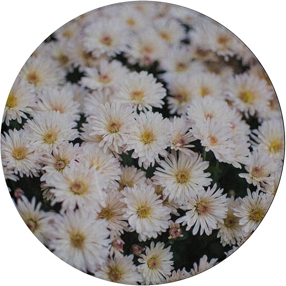 Alfombra de piso Flor de margarita blanca Alfombras de área de flor de