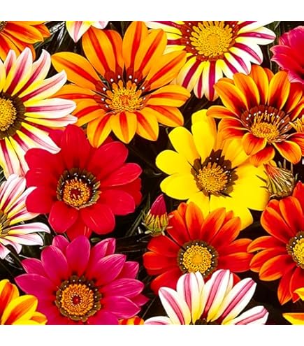 Amazon.com : Park Seed Zany Sunny-Side Up Gazania Seeds, Pack of