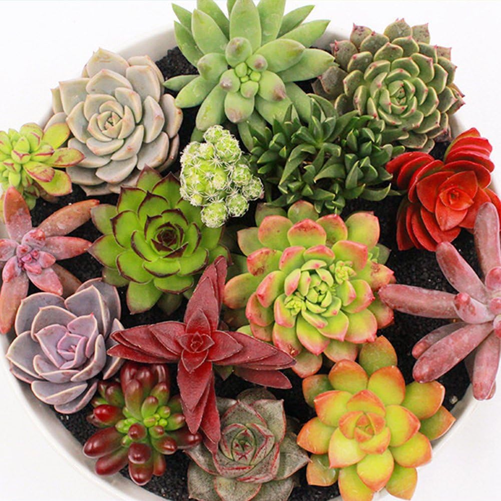 300seeds/pack Mix Succulent seeds lotus Lithops Pseudotruncatella Bonsai plants Seeds for home and garden Flower pots planters