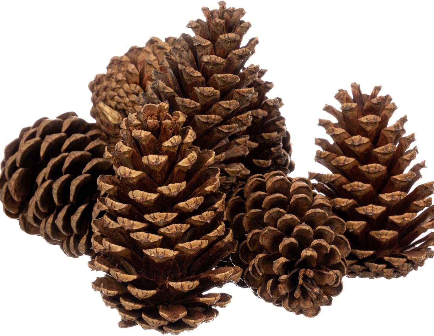 Vase Fillers - Cinnamon Scented Pine Cones - 8 Pieces 3