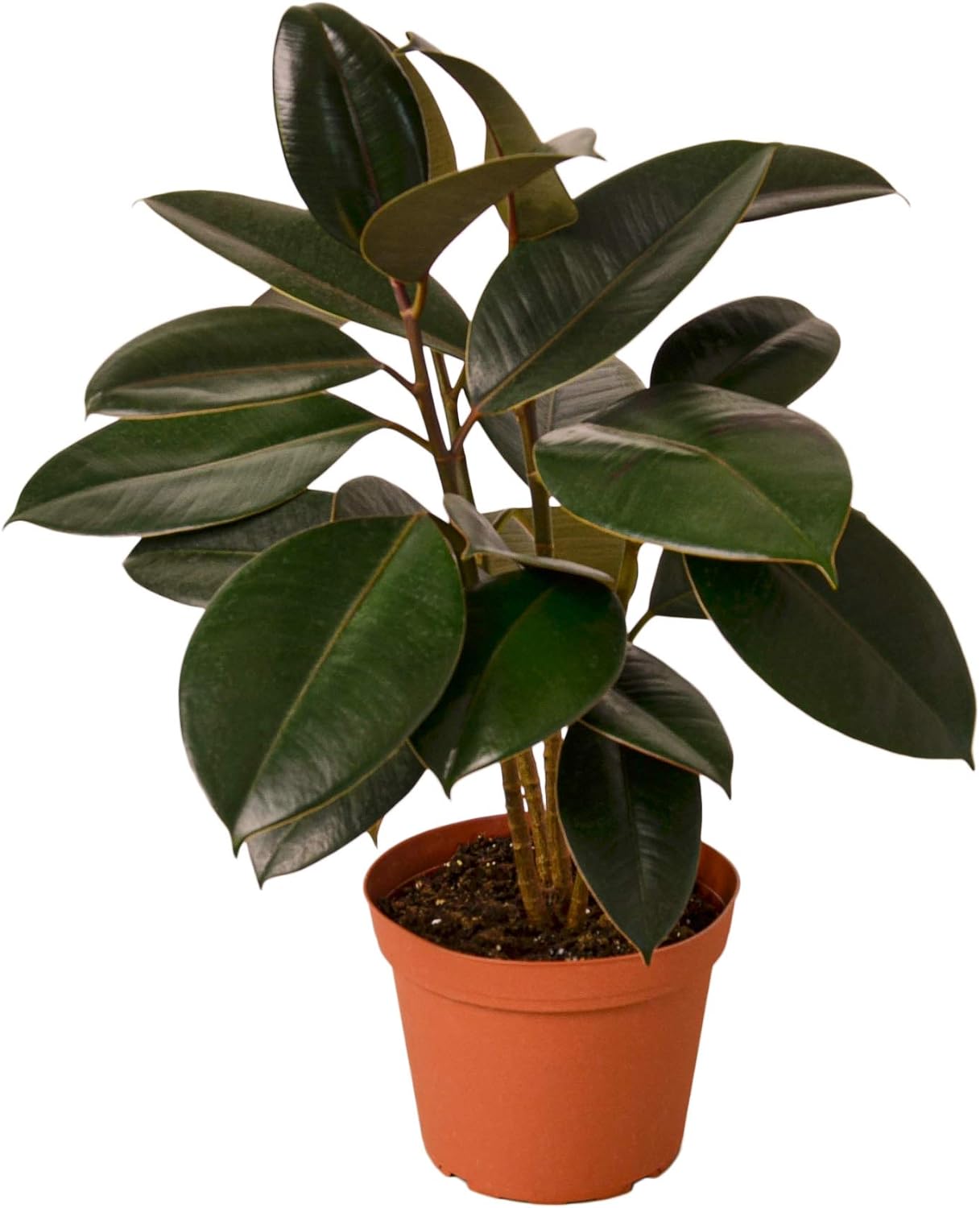 Amazon Com House Plant Shop Ficus Burgundy 6 Pot Live Indoor Plant Free Care Guide Garden Outdoor