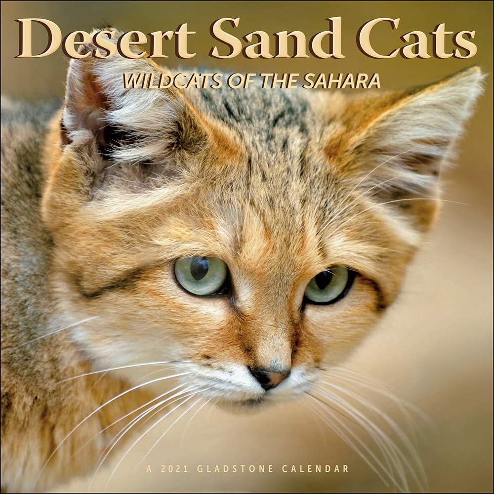 Amazon Com Desert Sand Cats 21 Wall Calendar Office Products