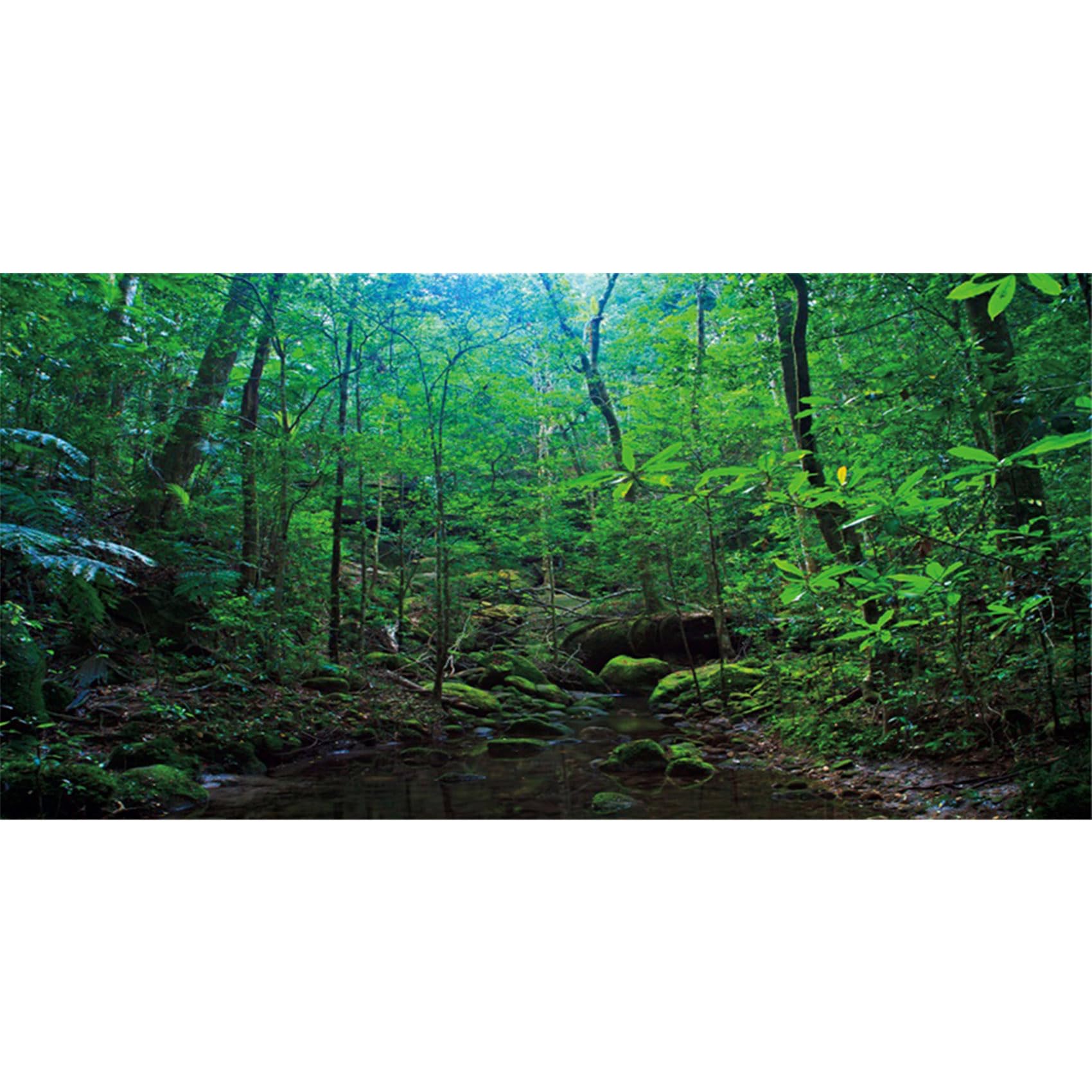 MIRRORANG 91x50cm Deep Forest Terrarium Background Tropical Plants Water Lake Aquarium Background Rainforest Reptile Habitat Background Durable Vinyl Background