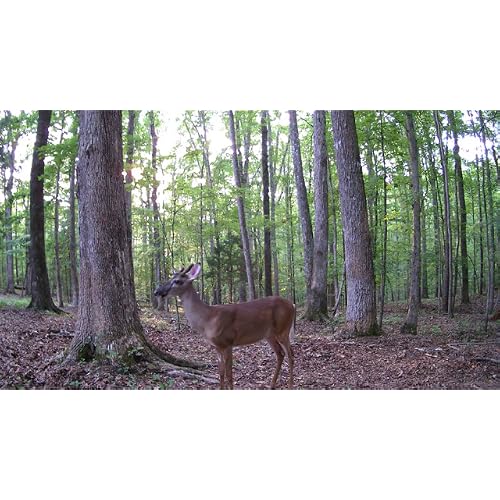 sesern trail camera