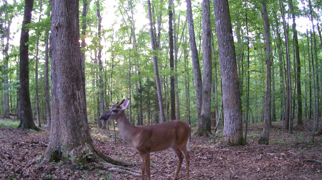 sesern trail camera