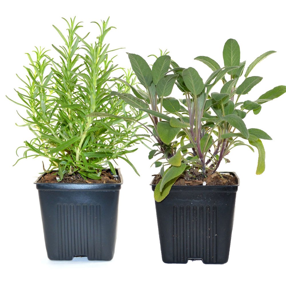 Shop Herbs & Spices The Herb Forest